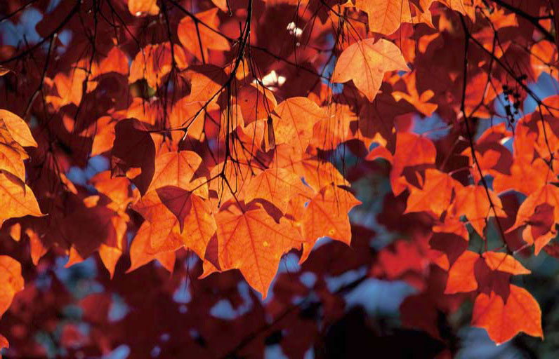 ภูกระดึงจ.เลย