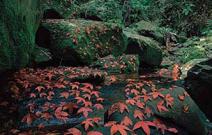 ภูกระดึงจ.เลย