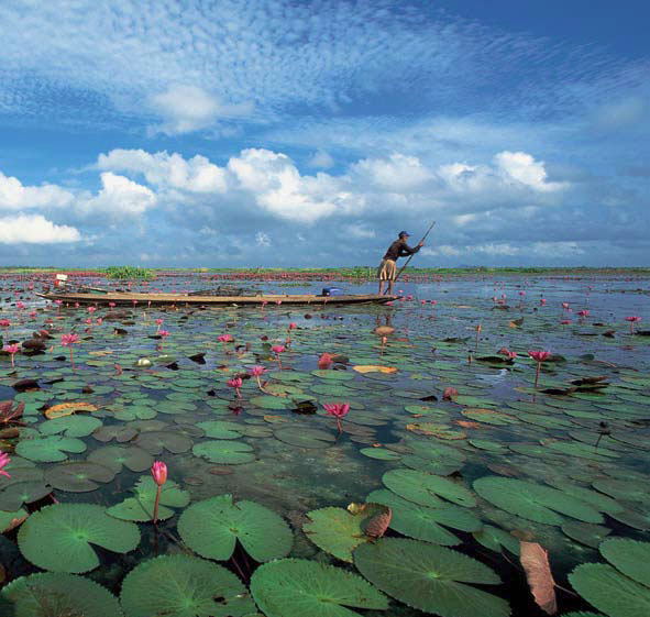 บึงบอระเพ็ด